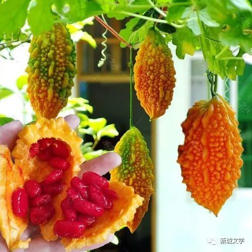 刘建枢 满脸呆萌赛苦瓜,青春豆子篏如麻.