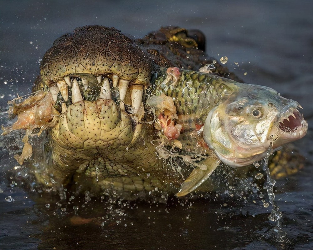 食人鱼vs蟒蛇图片