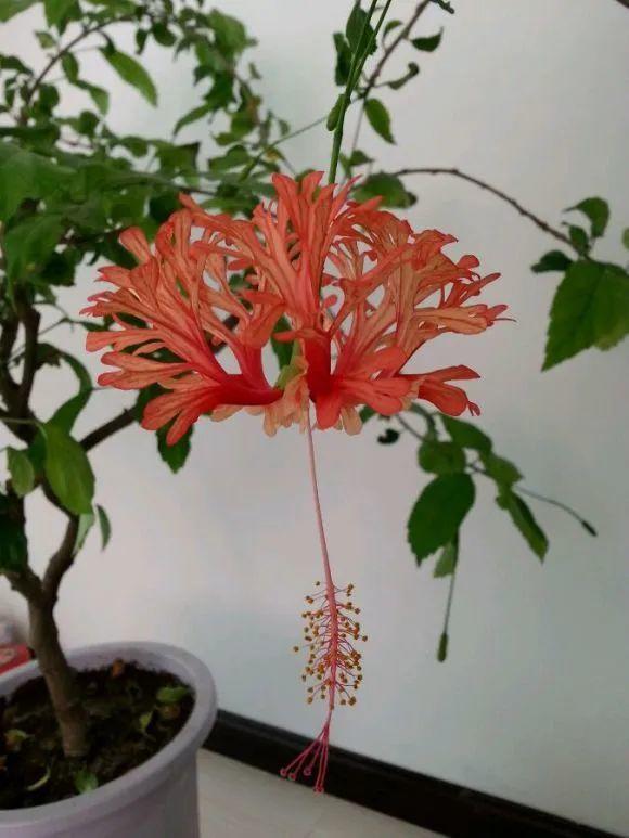 1种花俗称摇钱树满盆长满小元宝大吉大利好看吉祥