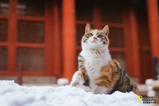 摄影:克查雪中的故宫猫"如意,吉祥,如意和警长是在故宫乾隆花园出生