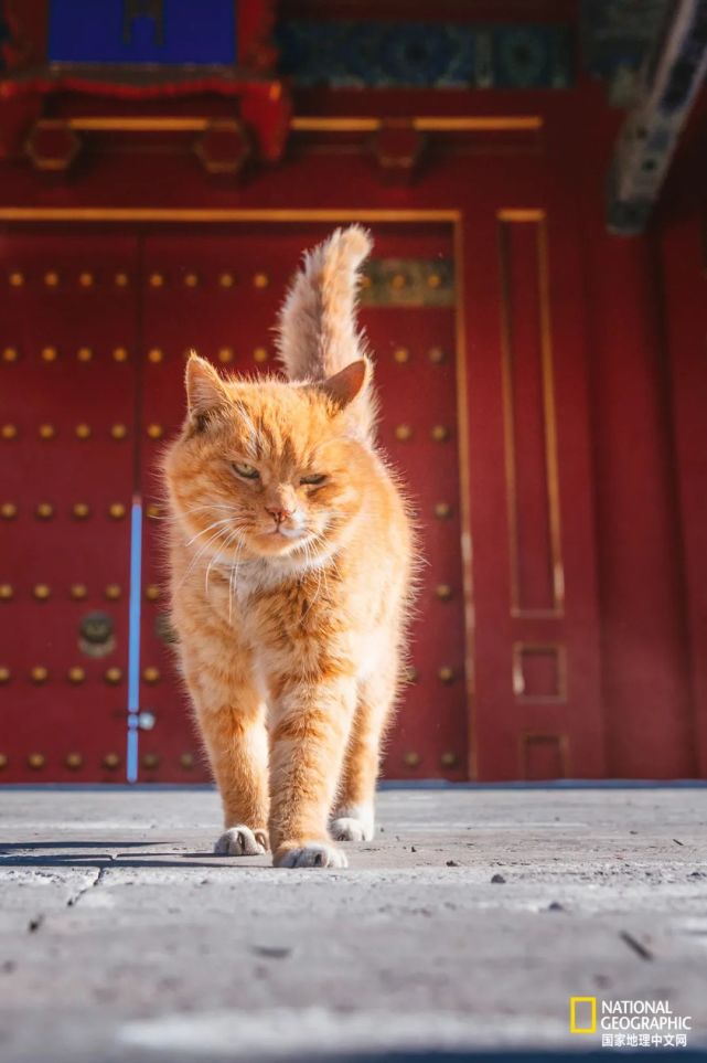 故宫的猫比雪好看太多了