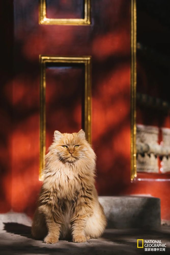 故宫的猫比雪好看太多了