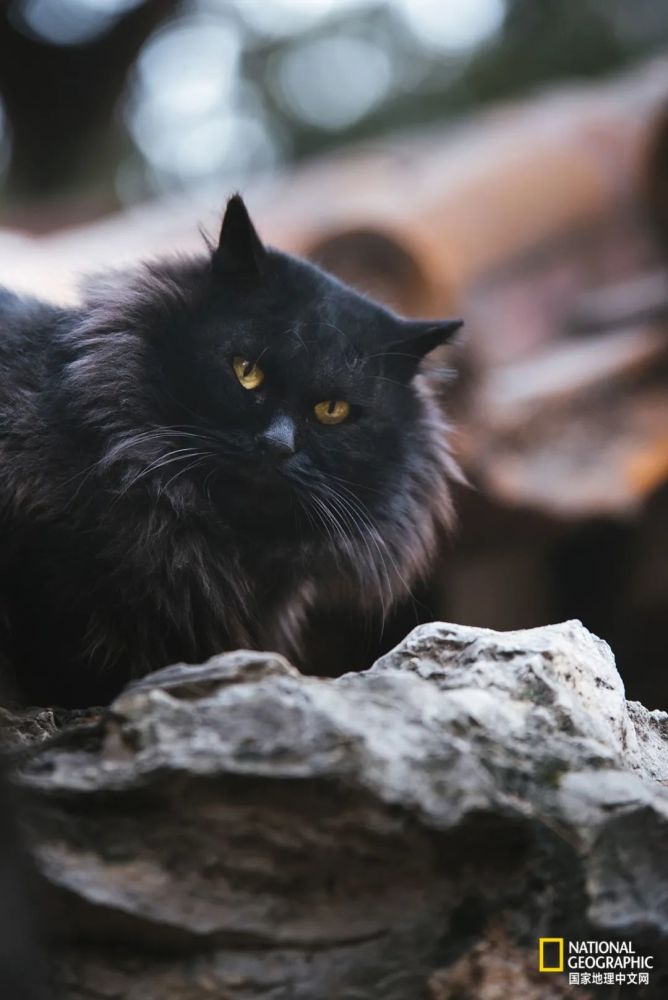 大黑儿(雄性)可以算是乾隆花园里的元老,一身漆黑如墨的背毛,自带威严