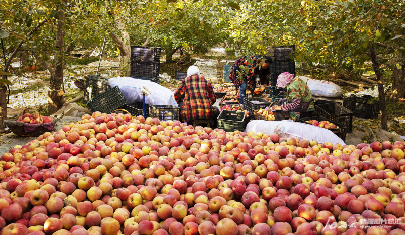 阿克苏地区红旗坡农场1300亩冰糖心苹果丰收