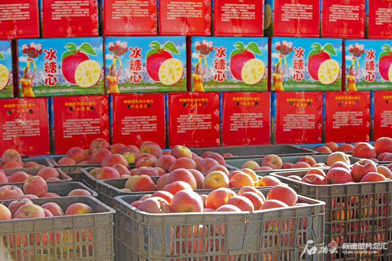 阿克苏地区红旗坡农场1300亩冰糖心苹果丰收