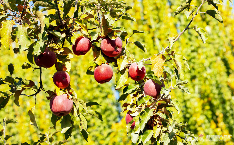 阿克苏地区红旗坡农场1300亩"冰糖心"苹果丰收_腾讯新闻