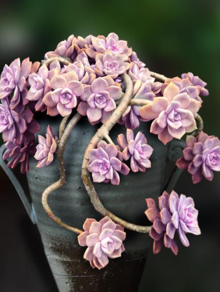 多肉紫乐掉叶子长不好?简单几步,恢复生长爆侧芽,养成小老桩_腾讯新闻