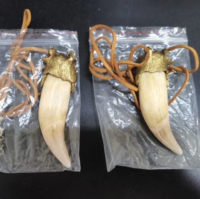 近日,经专业机构鉴定,厦门海关此前在进境包裹中查获的10件动物牙齿制