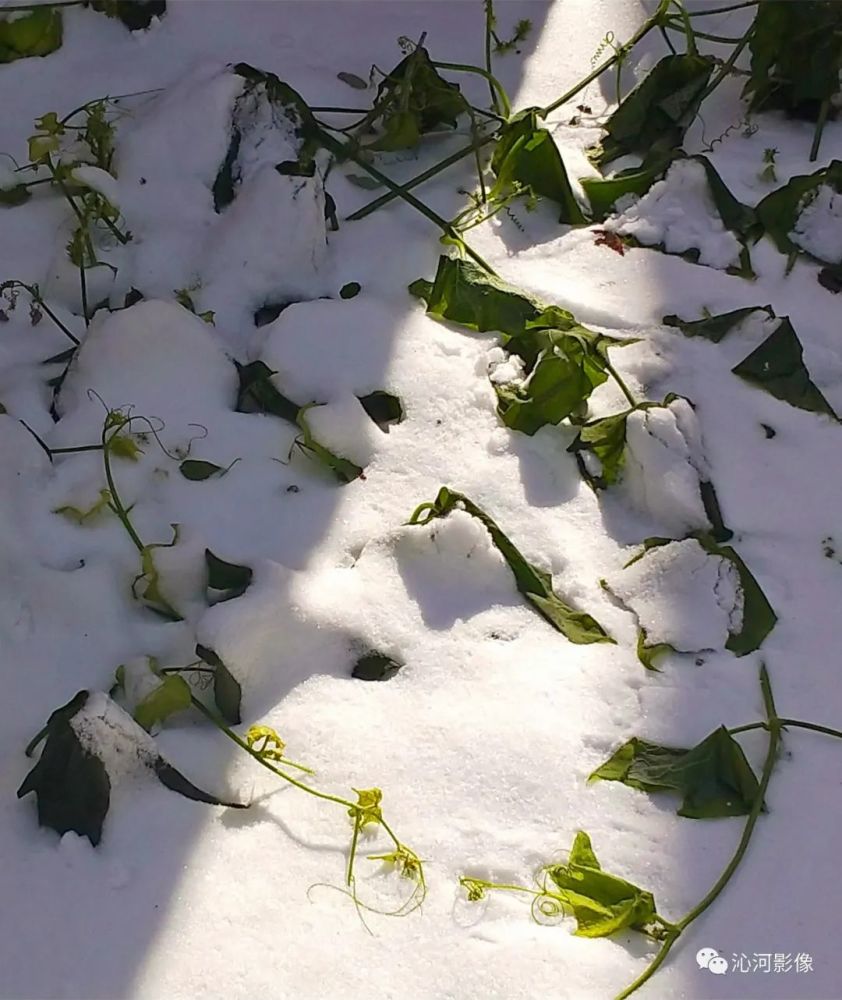 雪后,又遇大风 强降温,大风吹散了雾霾,洗净了天空,带来了久违的清新