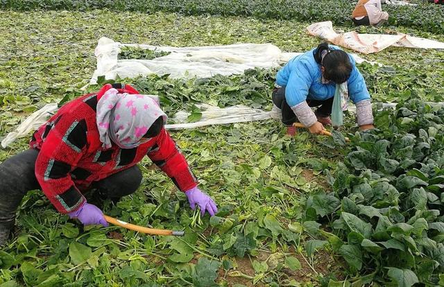 城裡退休老人組團進村偷菜菜農無奈網友停發退休金