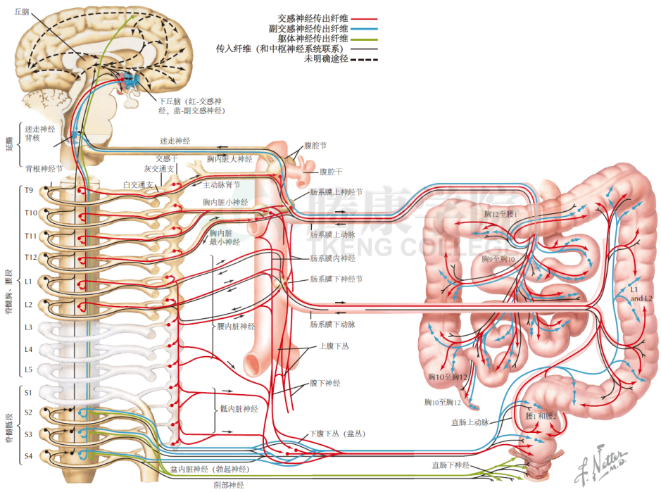 到侧副神经节(肠系膜上,下,腹腔神经节)换元