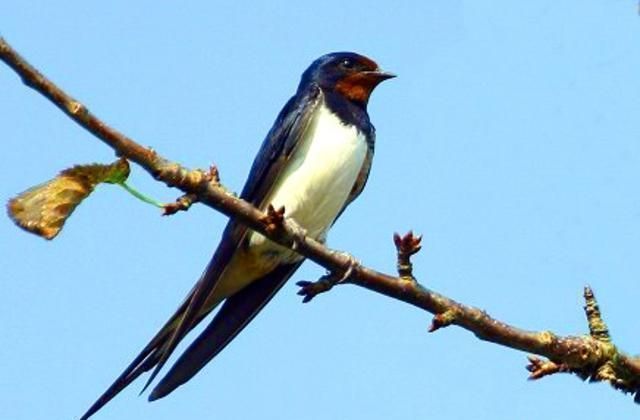 雏燕|燕窝|小燕子|孩子|燕宝宝