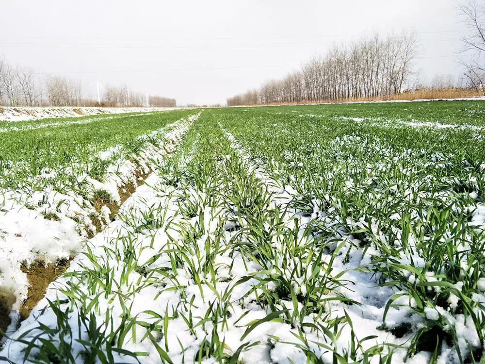 此次降雪对小麦会不会产生药害?产生伤害该如何管理?老农教你一招