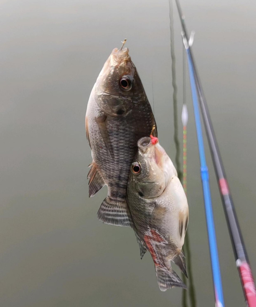 成都男子钓获大量罗非鱼,网友担忧其泛滥!罗非在四川也能生存?