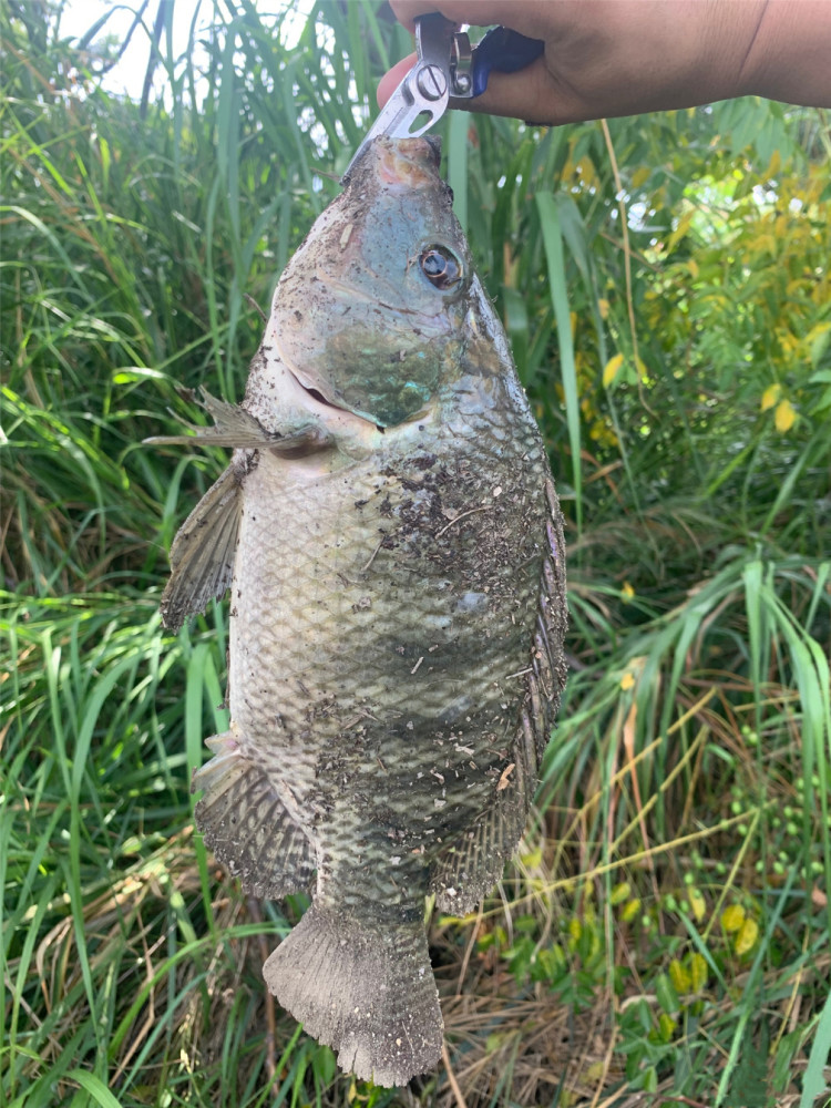 成都男子钓获大量罗非鱼网友担忧其泛滥罗非在四川也能生存