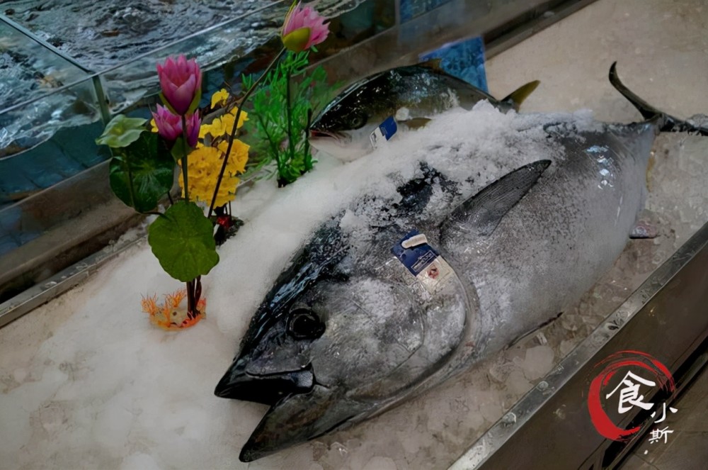 日本人歷經了32年的時間培育出了全人工養殖的藍鰭金槍魚,自此走向了