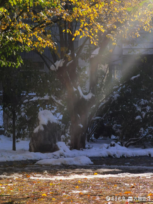 雪后天晴阳光下积雪融化
