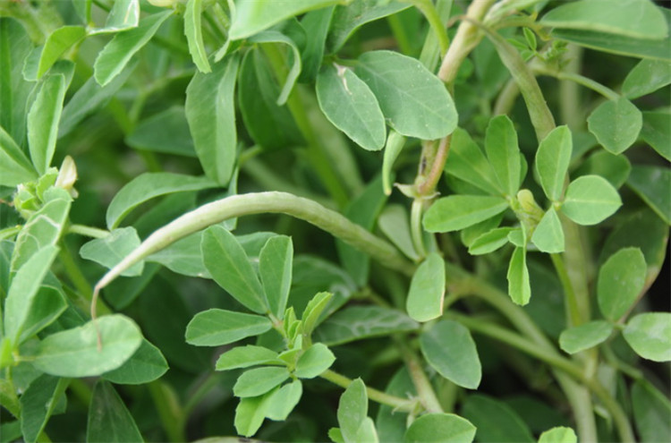 路旁1种杂草叫葫芦巴,别急着铲除,它是老北京人说的芸香,珍贵_腾讯