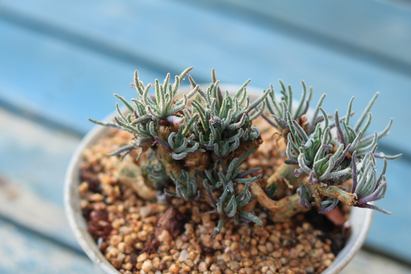 天賜景天科番杏科天使之玉多肉植物小型易植株群生簇擁好看