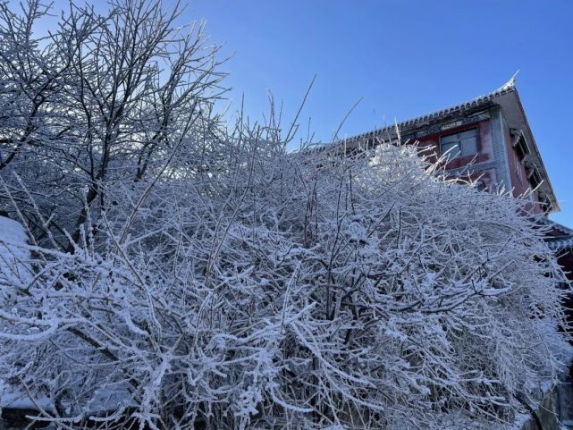 雪后的泰山玉树琼花美成了人间仙境