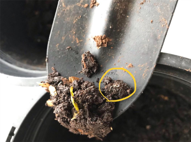 里的根须旁边有白色棉状物一样的物质,虫子上面没有蚧壳,那就是根粉蚧