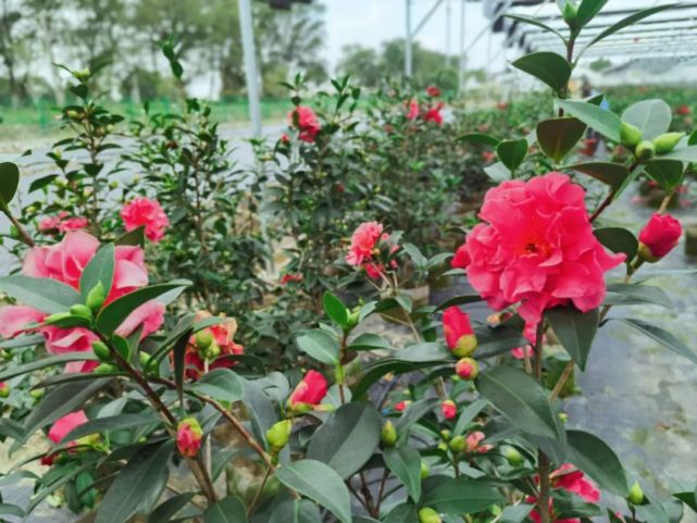 坐落於青浦區金澤鎮澱西村的上海茶花園由市農業發展促進中心申懋支部