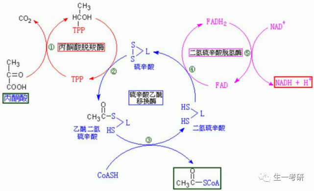 丙酮酸脫氫酶複合體的調控 e1 被磷酸化活力降低,脫磷酸活力增高,乙酰