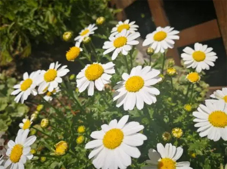 小雏菊花语(玫瑰花加小雏菊花语)