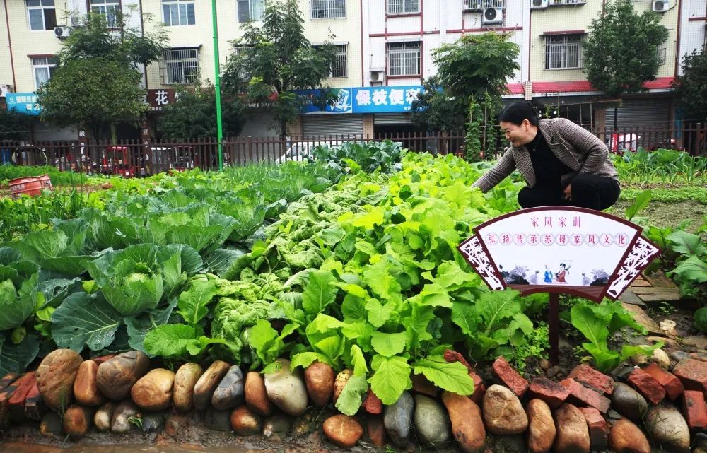 眉山这个社区惊现"共享菜园,小葱,香菜,青菜样样有!