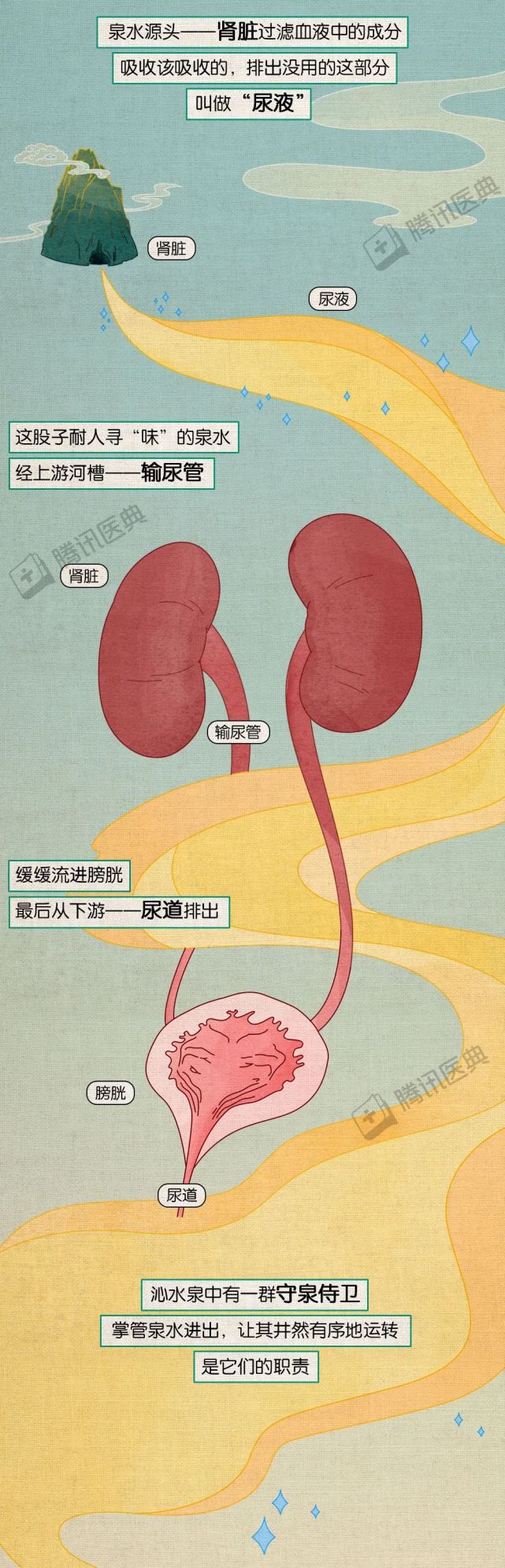 膀胱的正确使用方式,请收藏