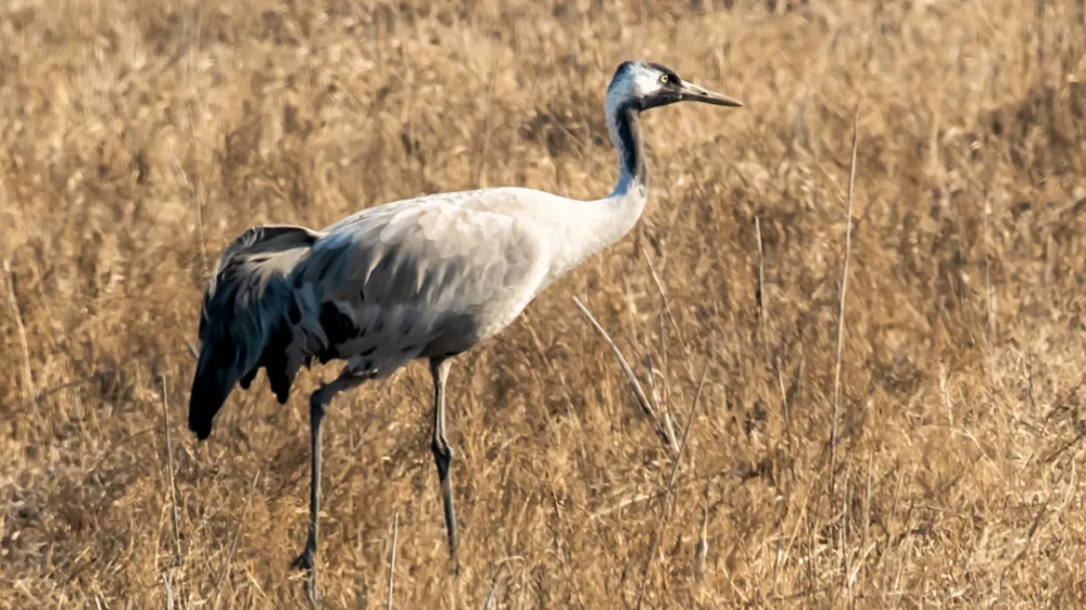 山西鸟类图鉴灰鹤