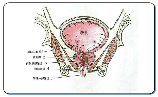 大脑判断一下排尿的时间地点环境是否合适,一声令下,尿道括约肌和膀胱