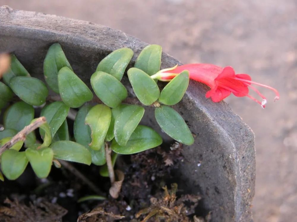 随便谈点去年那个芒毛苣苔顺便送点书
