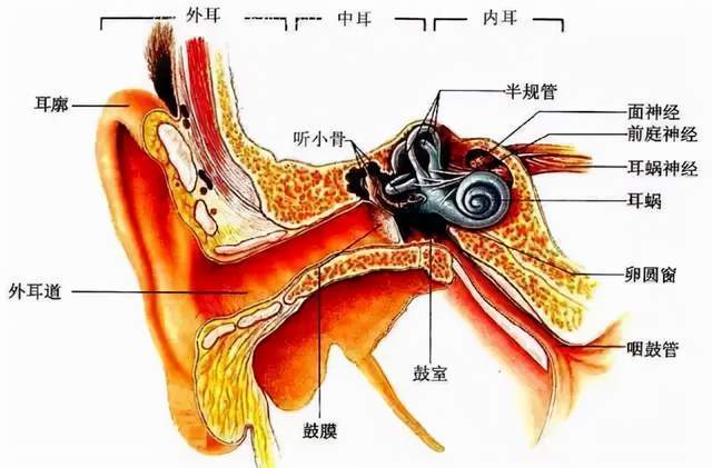 前庭系统与其它神经系统间的关系以及感统训练的家庭指导