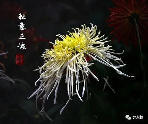 古诗文赏析之寒菊郑思肖