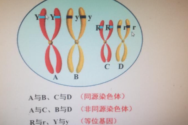 同源染色体图片图片