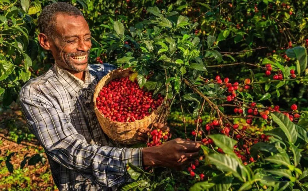 6,咖啡现在是无处不在,其最早的发现地也是埃塞俄比亚,这里是咖啡树的