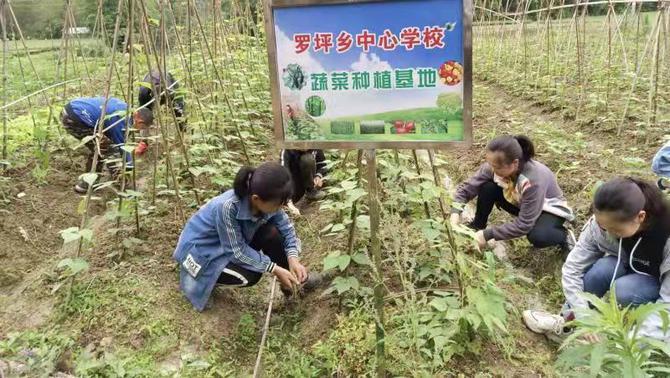 【常德】石门大山深处校园内的"开心农场"