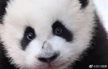 萌化了熊猫宝宝的眼睛里有光