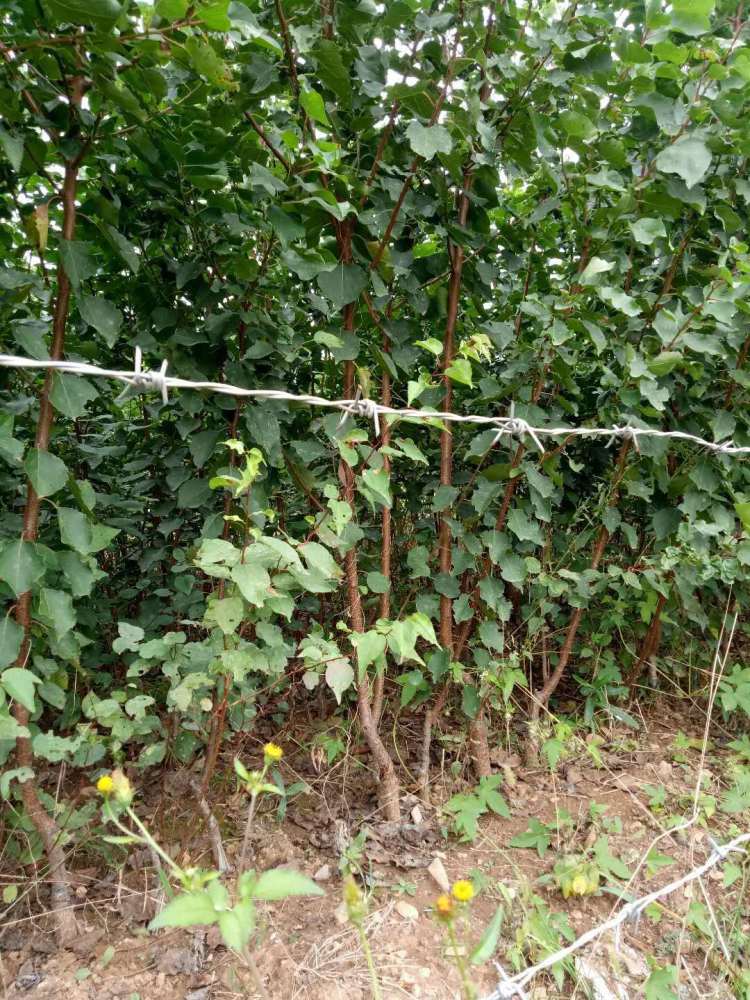 3公分结果的吊干杏树报价 吊干杏树苗的特性介绍