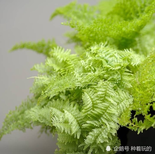 甜美的棉花糖蕨 有了她 家中高级感满满|棉花糖|植物|肾蕨