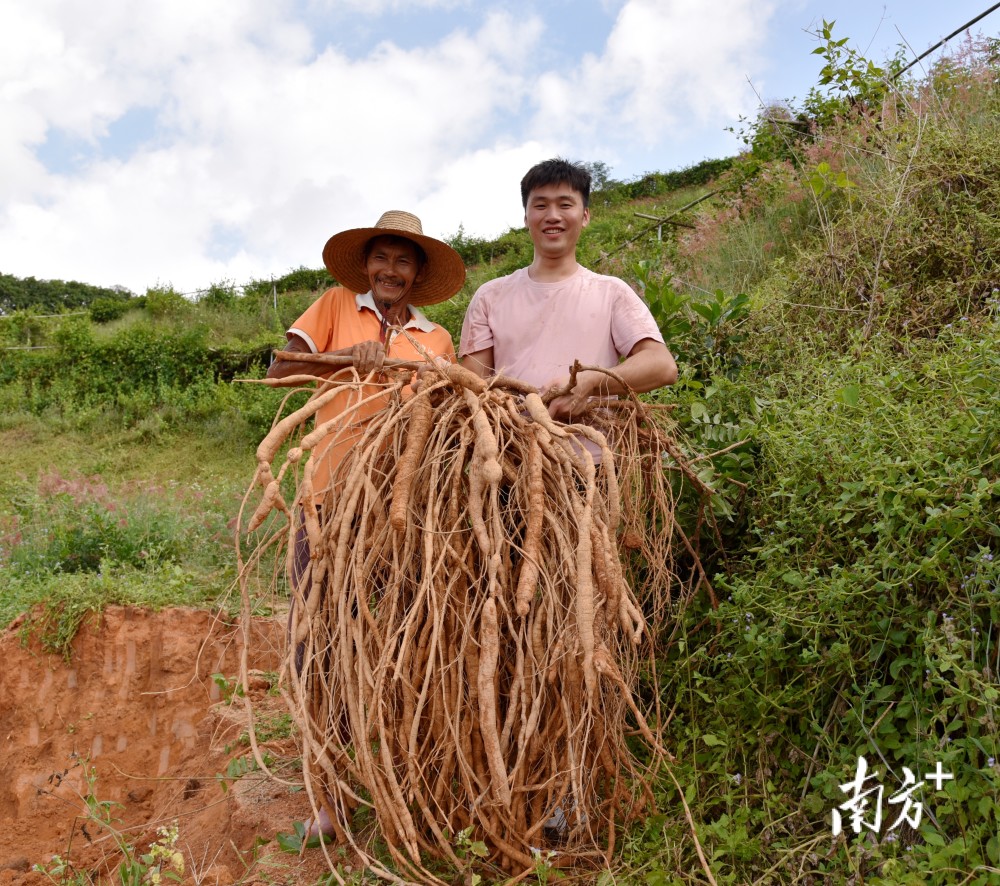 这株看来起码有40多斤,我们基地的牛大力一株产量一般是10多斤.