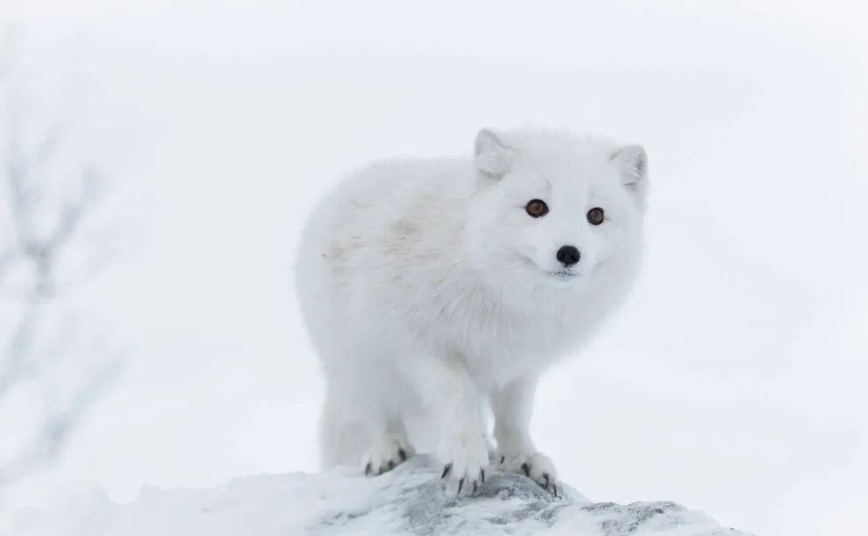 趣科普 | 北极抗寒顶流,竟然"撞脸"萨摩耶?