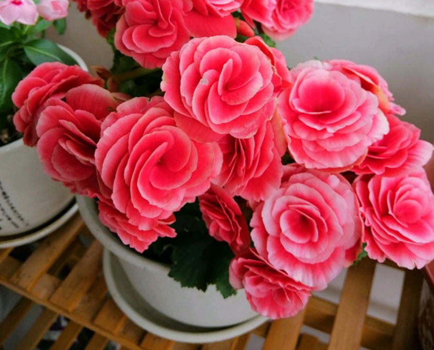 丽格海棠盆栽日记:平时打理好这4个细节,到了花期呼呼窜花_腾讯新闻