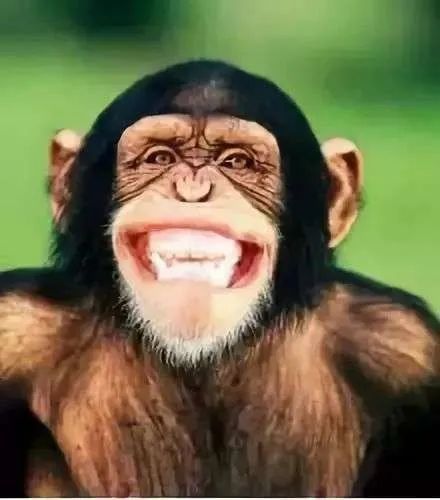 甚至猩猩咧嘴笑,是在表达恐惧.