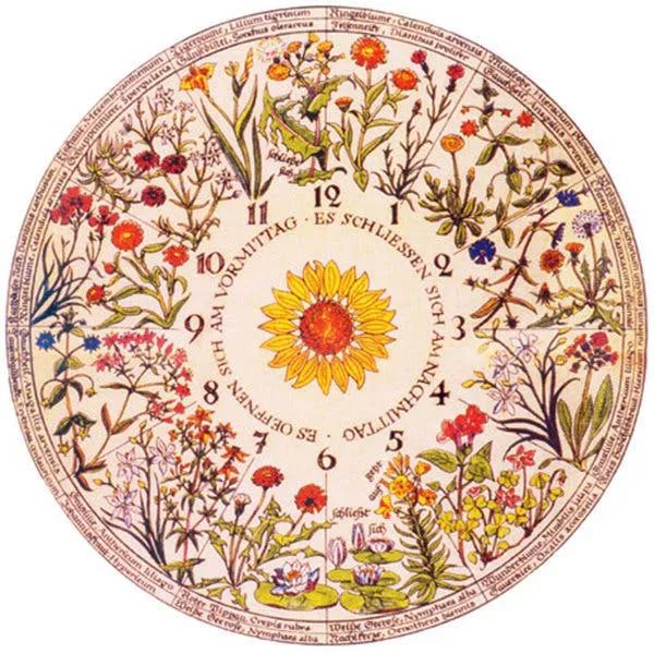 林奈的花钟(linnaeussflower clock)是植物感温性与感光性的巧妙体现