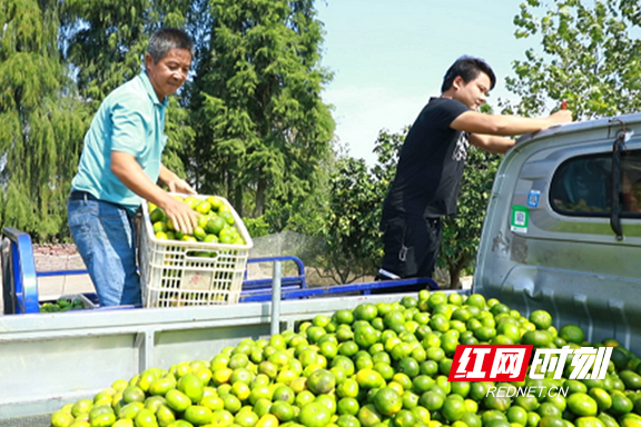 沅江新湾镇柑橘丰收橘农增收笑开颜