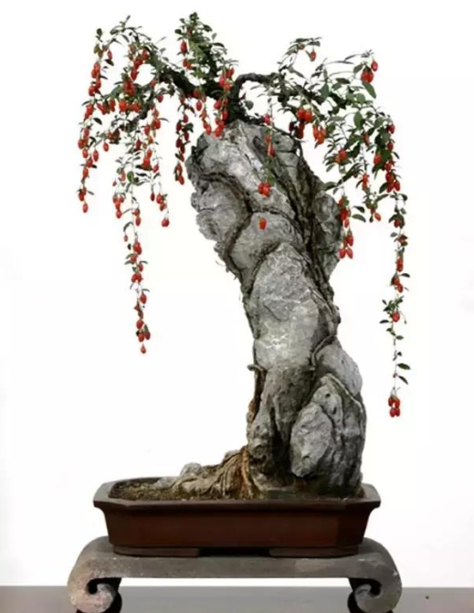 枸杞盆景冬季不落叶,这样好不好?