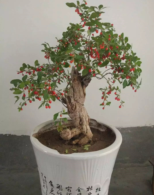 枸杞盆景冬季不落叶好不好?