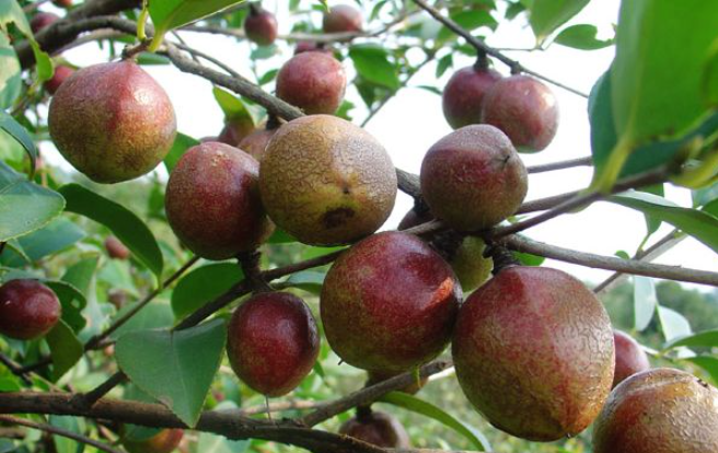 香喷喷的油茶果_腾讯新闻